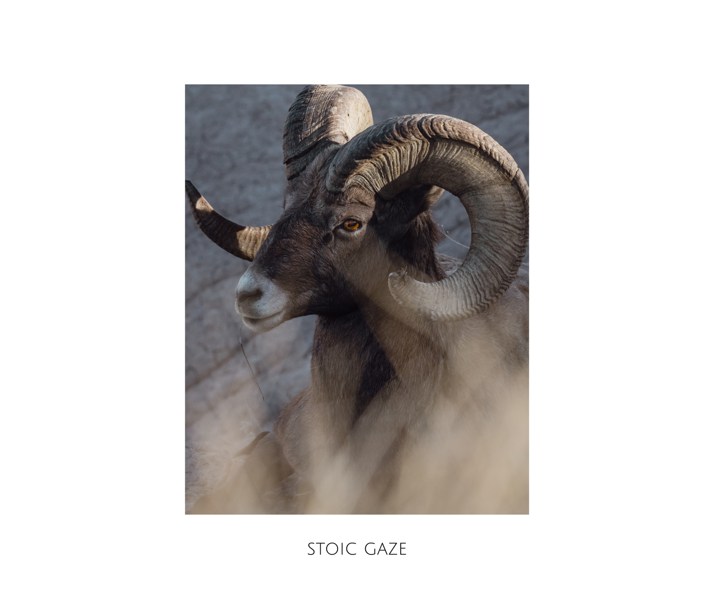Rush-less in Rushmore Exhibition